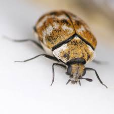 carpet beetles often climb interior