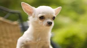 chihuahua dogs wallpaper 53 images
