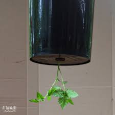 growing tomatoes upside down in hanging