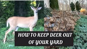 how to keep deer out of your yard you