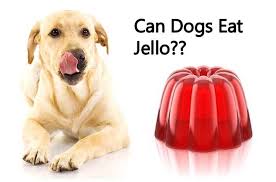 Puppies are in a stage that requires intensive care to an extent that you are expected to monitor the kind of fruits you apparently, some fruits have been discovered to be unsuitable for your puppies, but for strawberries you are allowed to give them as much as you can. Can Dogs Eat Jello Is Jello Safe For Dogs