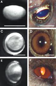 Pupil Shapes And Lens Optics In The Eyes Of Terrestrial