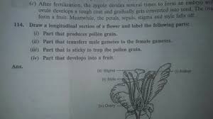 function of hibiscus flower brainly