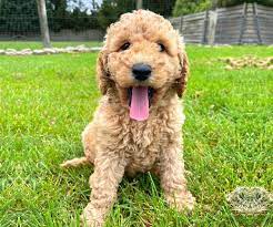 poodle puppies melbourne vic