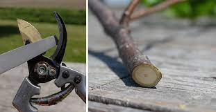 how to sharpen hedge clippers and
