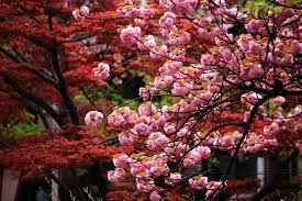 遅咲きの丸いピンクの桜 木屋町通と高瀬川の八重桜 | 京都もよう KYOTO MOYOU