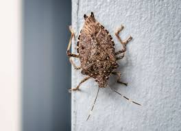 how to get rid of stink bugs 7 expert