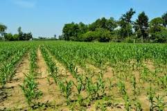 Expert Guide To Maize Farming In Kenya | 2023 Update