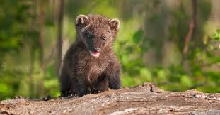 what do fisher cats eat a z s