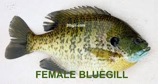 The Identification Of Panfish