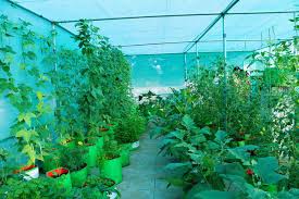 soilless cultivation to secure the