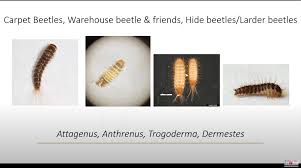 watch carpet beetles and other
