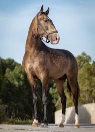 Thousands of quality horses for sale. Ref 425 Top Quality Young Buckskin Lusitano Lusitano World