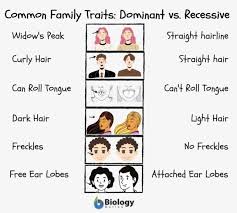 family traits definition and exles