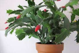 I had a thanksgiving cactus that received a few hours of direct morning sun and some of the leaves. 20 Tips To Get Your Christmas Cactus To Bloom During The Holidays