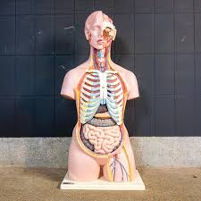 Anatomy rigged torso includes fully rigged and animated skeleton torso with digestive and respiratory systems! Vintage Anatomical Torso Of Human Body 1970s For Sale At Pamono