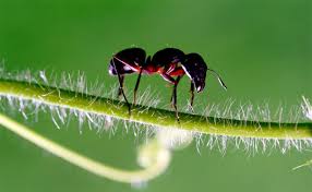 Common chemical pesticides, like those from brands such as raid or terro, are one of the best ways to get rid of ants. Ant Killer How To Get Rid Of Ants