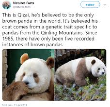very special guy pandas know your meme