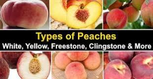 what-is-the-best-eating-peach