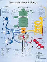 Human Metabolic Pathways Chart Vr1451 For Sale Anatomy Now