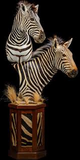 Zebra Taxidermy South Africa Get