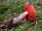 Resultado de imagem para boletus erythropus