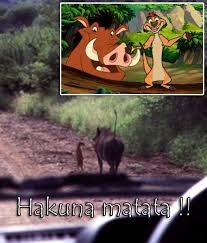 Image result for real life timon and pumbaa