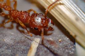 treating fire ants in your home yard