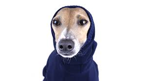 The nose is black or brown, depending on the color of the dog's coat. Italian Greyhound Whippet Clothing Royal Hound Clothing