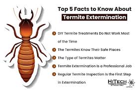 top 5 facts about termite extermination
