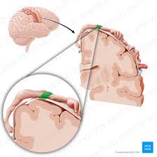 motor cortex anatomy and function kenhub