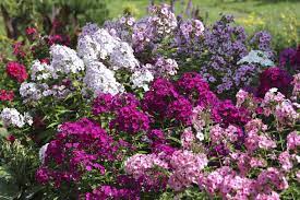 is phlox dangerous to pets cuteness