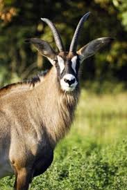 African animals african safari animals of the world animals and pets blue wildebeest african antelope most beautiful animals wild creatures animal projects. African Antelope African Antelope Animals African Animals