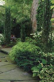 Conifers For Shade Finegardening