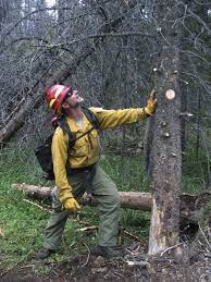 Maybe you would like to learn more about one of these? Billions Of Dead Trees Force Us Fire Crews To Shift Tactics