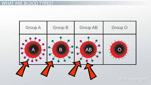 blood type genotypes characteristics