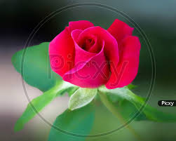 red rose flower wallpaper ep561598 picxy