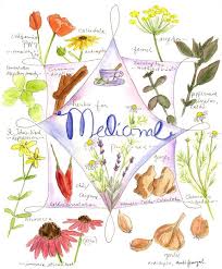 Waldorf 6th Grade Botany Medicinal Herb Chart Main