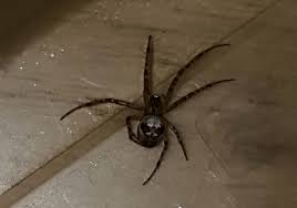 What does a false widow look like? Alloa Dad S Horror After Three Year Old Daughter Finds Deadly False Widow Spider In Woods And Carries It Home In Her Hands