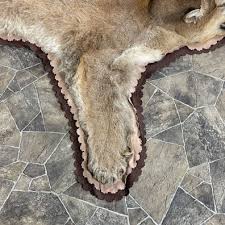 mountain lion full size rug mount