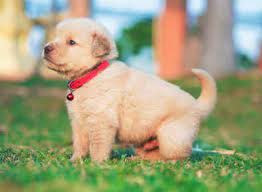 8 por dog breeds in india times