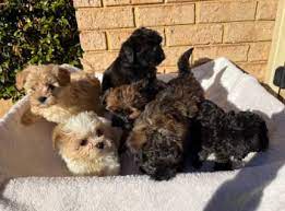 maltese shih tzu gorgeous puppies