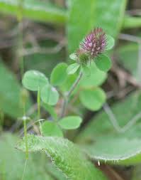 Ligurian Clover (Trifolium ligusticum) · iNaturalist.org