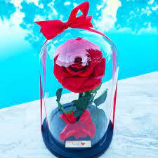 Dome Roses Beauty And The Beast Rose