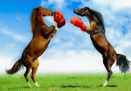 Image result for horses