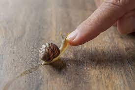 a pet snail