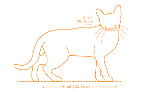 Bombay Cat Dimensions Drawings Dimensions Guide