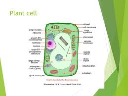 Ks3 new for the activate 1 resource 'cells' unit. Ppt Plant And Animal Cells Powerpoint Presentation Free Download Id 1961254