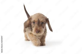 walking wire haired dachshund puppy