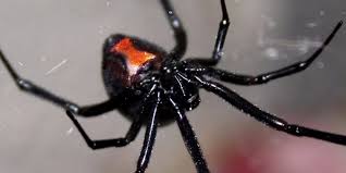 Black widow spiders live mostly in new england, and some have been seen in other bordering states. What Happens After A Black Widow Bite